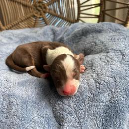 Atlas - Red tri-color male Australian Shepherd puppy in Grants Pass, Oregon from Carmel Mountain Aussies