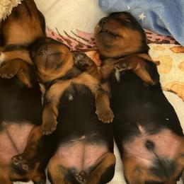 Sven - Black and tan male Yorkshire Terrier puppy in Morrison, Colorado from CDA Heavenly Yorkies