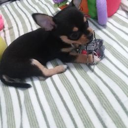 Chihuahua Puppies from SUWYN