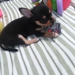 Chihuahua Puppies from SUWYN