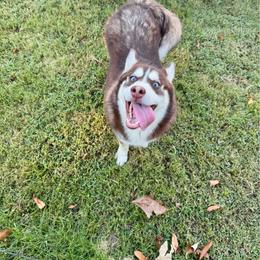 Rusty 1800 - Chocolate male Pomsky puppy in Murfreesboro, Tennessee from Middle Tennessee Pomskies