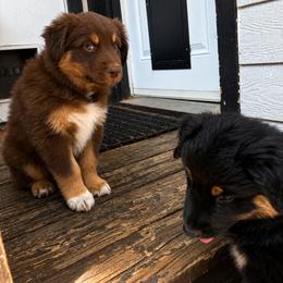 Australian Shepherd Puppies from McElroy Homestead Austrailian Shepherds