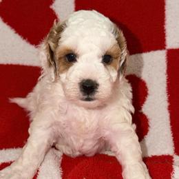 Cogsworth - Parti male Goldendoodle puppy in Beecher, Illinois from Erica’s Doodles