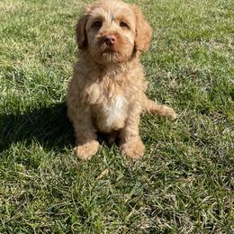 Australian Labradoodle Puppies from Wild Daisy Labradoodles
