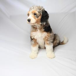 Bernedoodle and Poodle Puppies from SoFun Doodles & Poodles