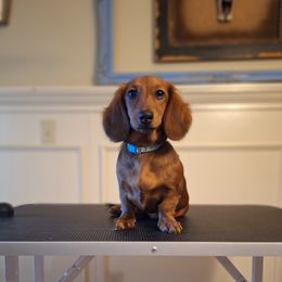 Poppy - Red female Dachshund puppy in Coweta, Oklahoma from Sunnyside Dachshunds