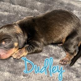 Dachshund Puppies from Drift & Dash Dachshunds