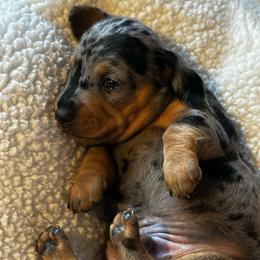 Tank.    2850.00 - Dapple male Dachshund puppy in Oscoda, Michigan from Northland Dachshunds