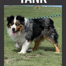 Tank - Australian Shepherd