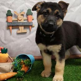 Elsa - Black and tan female German Shepherd puppy in Linden, Pennsylvania from Legacy Lane Kennels
