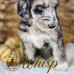 Whisp - Red merle male Aussiedoodle puppy in Ennis, Texas from God’s Little Aussies