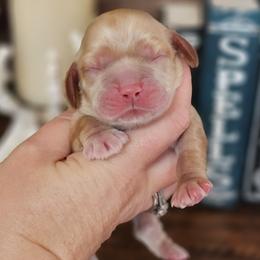 Dracula (Blue Collar) - Buff and white male Cocker Spaniel puppy in Mocksville, North Carolina from Hunting Creek Kennels & Farm