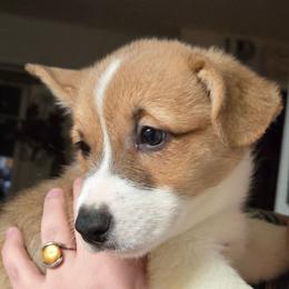 Pink collar Belle - Red female Pembroke Welsh Corgi puppy in Shelton, Washington from Gingersnap Pembroke Welsh Corgis