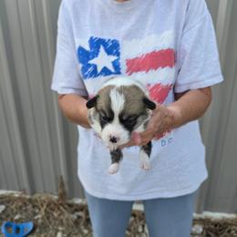 Green collar - Sable and white male American Corgi puppy in Odessa, Missouri from LOYAL T K9's CORGIS