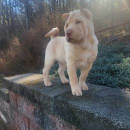 Winter - Chinese Shar-Pei
