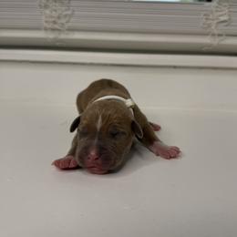 White Collar Female - Blue fawn female American Pit Bull Terrier puppy in Pensacola, Florida from Alpha Alliance Kennels