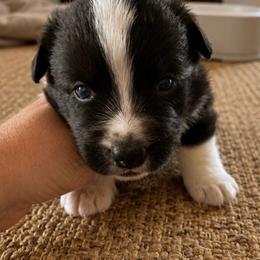 Nash - Black and white male Cardigan Welsh Corgi puppy in Kerens, West Virginia from Leather & Lace