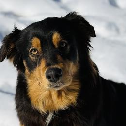 Australian Shepherds from Ugly Creek Aussies