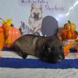Orange Collar - Sable female German Shepherd puppy in Cadet, Missouri from Working Valley Shepherds
