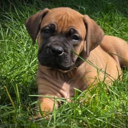 Pink - Brown female Boerboel puppy in Naples, New York from Freedom Boerboels LLC