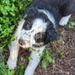 Relic - Black and white male Border Collie puppy in Ocala, Florida from Oddity Kennels
