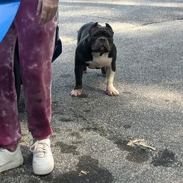 American Bully Puppies from Manuia Kennels