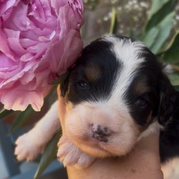 Franklin - Tri-color male Cavapoo puppy in Redding, California from Lipscomb Doodles
