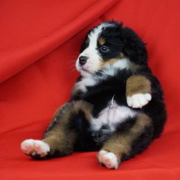 Bernese Mountain Dog Puppies from Lonesome Pine Farm