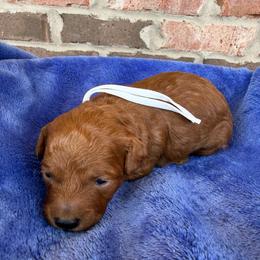 White Collar - Red  male Poodle puppy in Huntsville, Alabama from Flint River Poodles