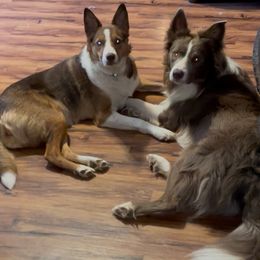 Border Collie puppies from Collie Wood Hills