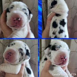 Great Dane Puppies from Gentle Giants of Tennessee Great Danes