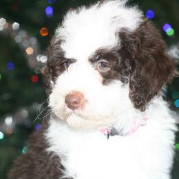 Noelle - Brown and white female Bernedoodle puppy in Burtchville, Michigan from Sparling's Doodles