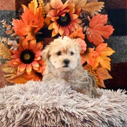 Bruce - Gold male Morkie puppy in Guthrie, Kentucky from Happy Tail Puppies