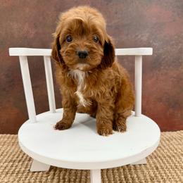 June - Red female Cockapoo puppy in Beresford, South Dakota from DAKOTA DOOD RANCH