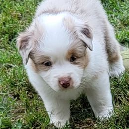 Miniature American Shepherd Puppies from MorningStar Miniature American Shepherds