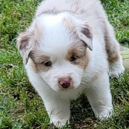 Miniature American Shepherd Puppies from MorningStar Miniature American Shepherds