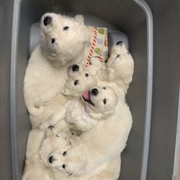 Golden Retriever Puppies from Mother of Pearl English Creams