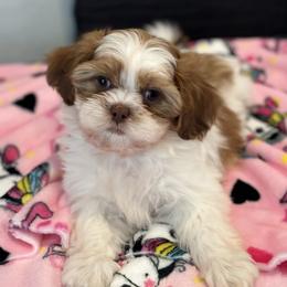 Shih Tzu All Grown Up from P and J Farms