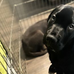 Boy 5 - Black Labrador Retriever puppy in West Haven, Utah from Idaho BA Labradors