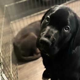 Boy 5 - Black Labrador Retriever puppy in West Haven, Utah from Idaho BA Labradors