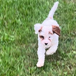 Duke - Blenheim male Cavapoo puppy in Maple Grove, Minnesota from Honey Bit Kennels