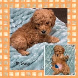 Boy 3- Orange - Apricot male Goldendoodle puppy in Ankeny, Iowa from Iowadoodles2love