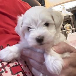 Miniature Schnauzers from Fran’s Miniature Schnauzers