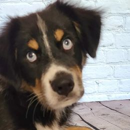 BTM Walker SOLD - Black Miniature Australian Shepherd puppy in Smiths Station, Alabama from Double T Mini Aussies
