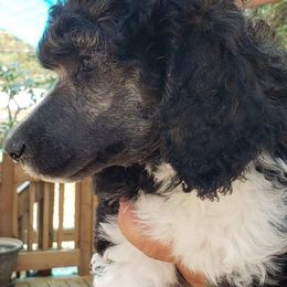 Poodle Puppies from Blue Moon Standard Poodles