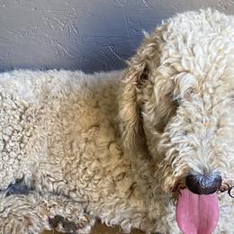 Goldendoodles and Poodles from Ellie & Co. Doodles