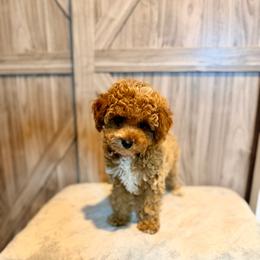 March - Red  male Poodle puppy in Bells, Texas from Partridge Doodles and Poodles