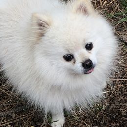Pomeranians and Shih Tzus from Cobb Mountain Shih Tzus, Paragon Pomeranians