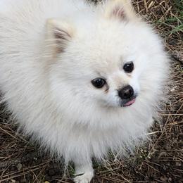 Pomeranians and Shih Tzus from Cobb Mountain Shih Tzus, Paragon Pomeranians