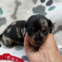 Boy 2 - Dapple male Dachshund puppy in Grand Valley, Pennsylvania from Hounds on the Hill